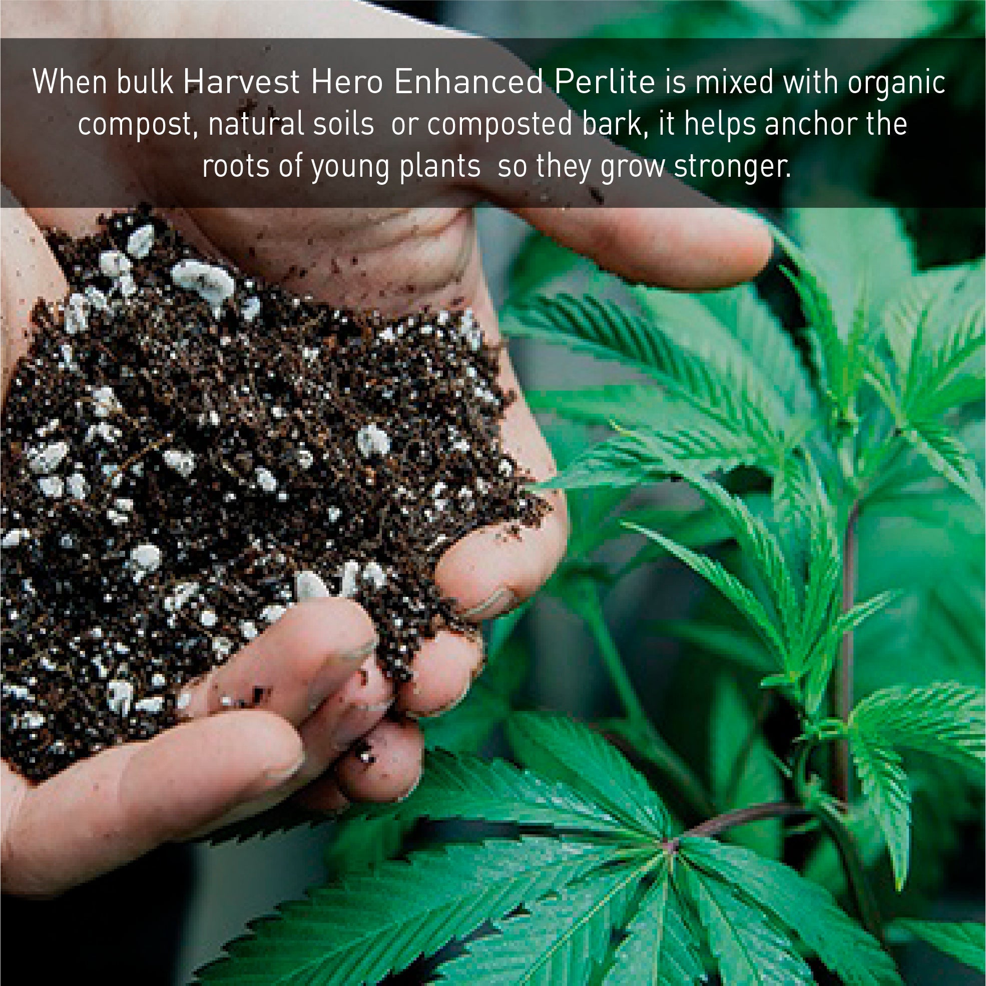 Harvest Hero Enhanced Perlite Mix – 3in1 Potting Soil Blend – Hemp Cannabis and General Plants – Contains Perlite, Diatomaceous Earth & Essential Nutrients – 3 Cubic Foot - 90 Quarts